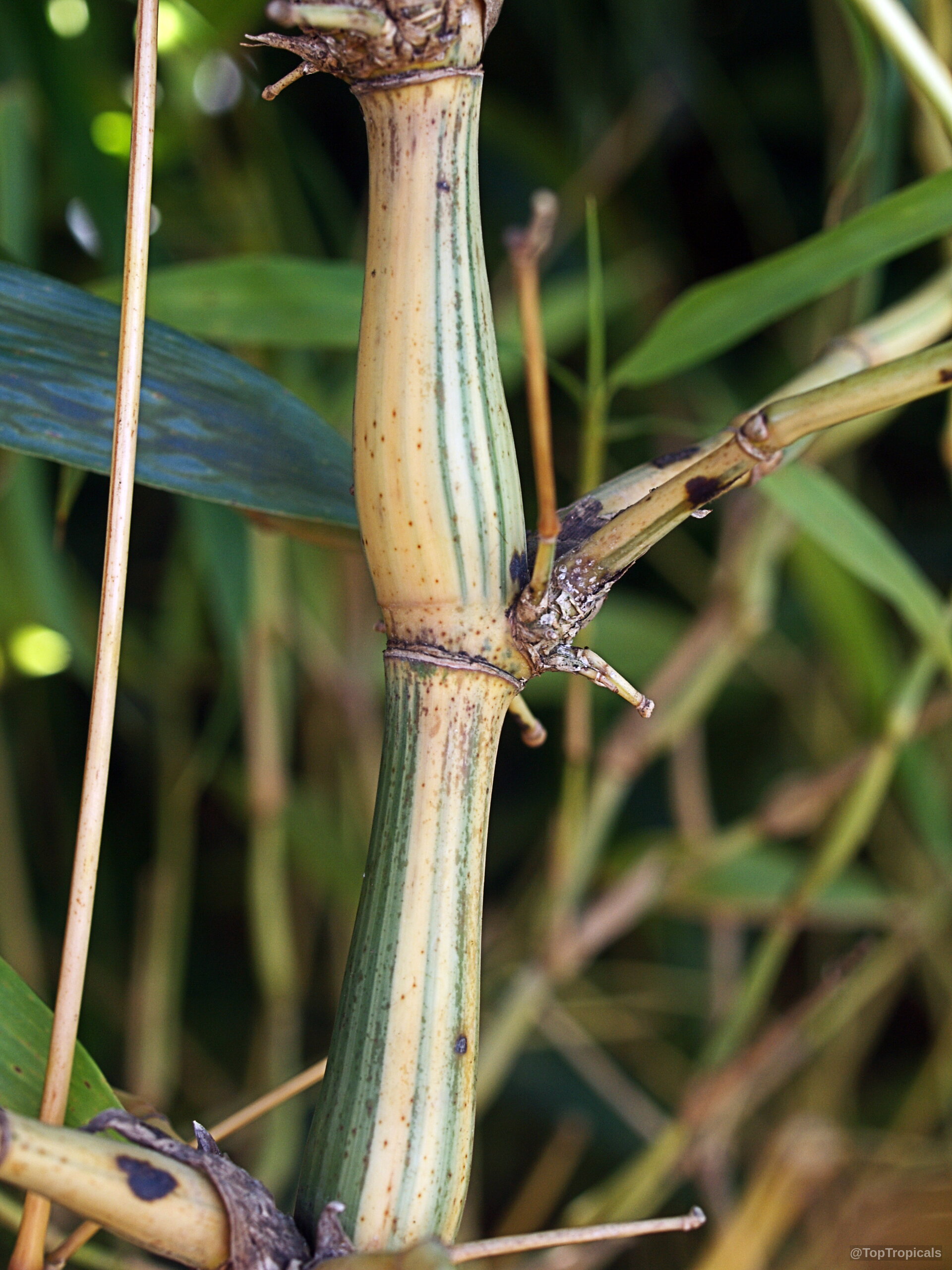 Bambusa ventricosa (Bamboo Buddha Belly) stem section showing striped yellow and green knotted growth. Bambusa ventricosa (Bamboo Buddha Belly) yellow and green close up plant stem section.