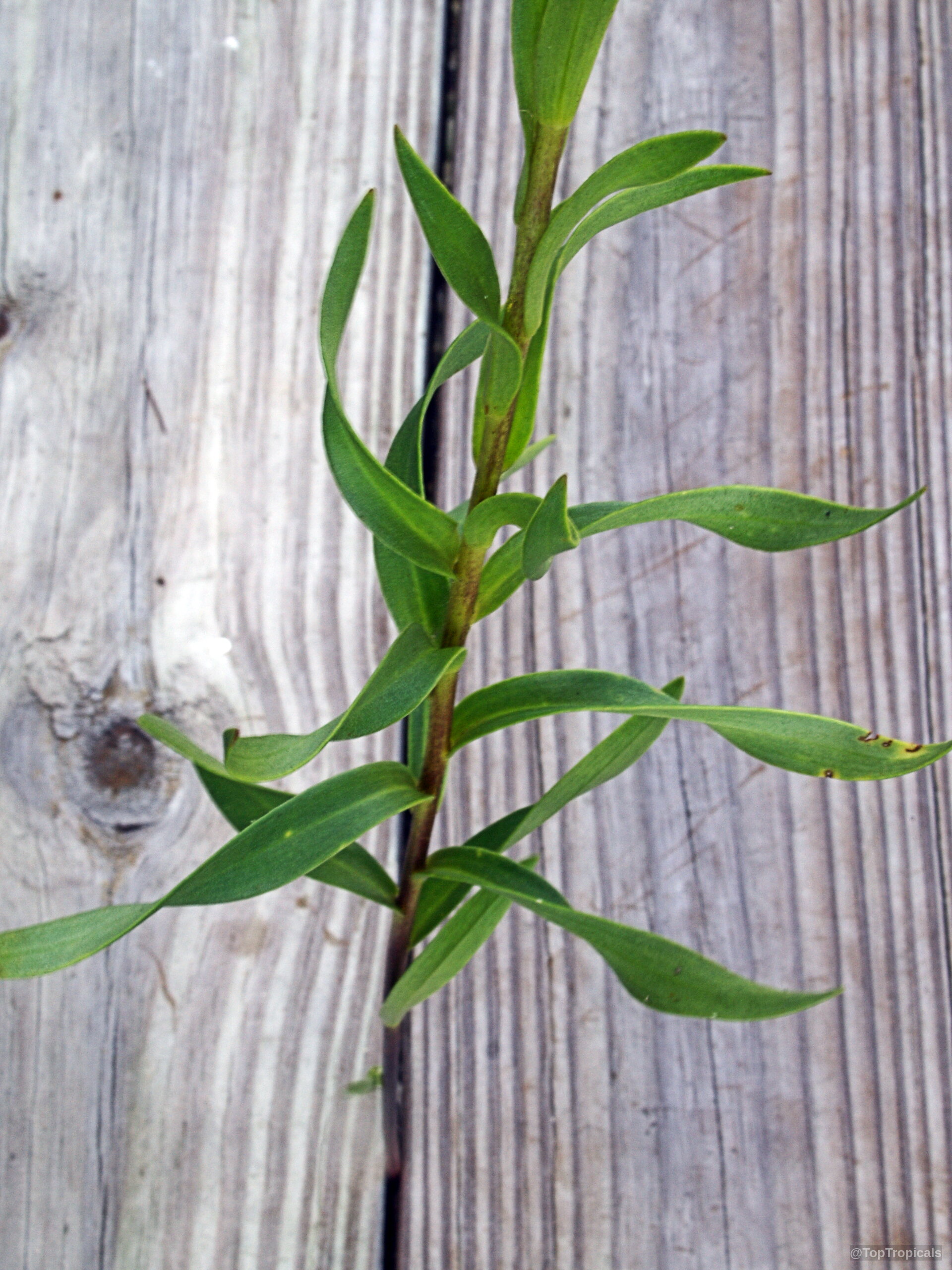 Lilium catesbaei (Catesby's Lily) stem showing narrow, alternate green leaves against a wood background Lilium catesbaei (Catesby's Lily) branch with narrow green leaves for ornamental plant interest