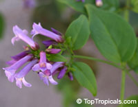 Russelia campechiana, Purple Russelia

Click to see full-size image