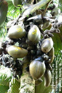 Lodoicea maldivica, Coco-de-Mer, Double Cocount

Click to see full-size image