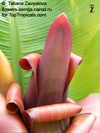 Musa arunachalensis - seeds

Click to see full-size image