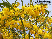 Acacia saligna, Golden Wattle, Long-leaved Wattle, Long-leaved Acacia, Sallow Wattle, Coast Wattle, Golden Rods

Click to see full-size image