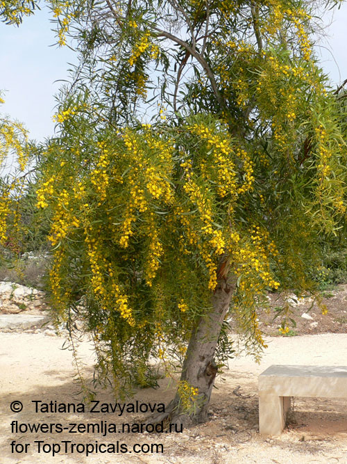 Acacia saligna, Golden Wattle, Long-leaved Wattle, Long-leaved Acacia, Sallow Wattle, Coast Wattle, Golden Rods