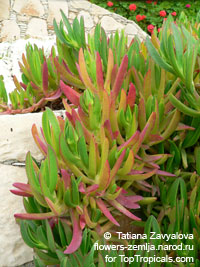 Carpobrotus sp., Hottentot Fig

Click to see full-size image