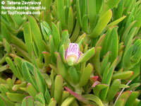 Carpobrotus sp., Hottentot Fig

Click to see full-size image