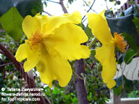 Cochlospermum sp., Yellow Cotton Tree 

Click to see full-size image