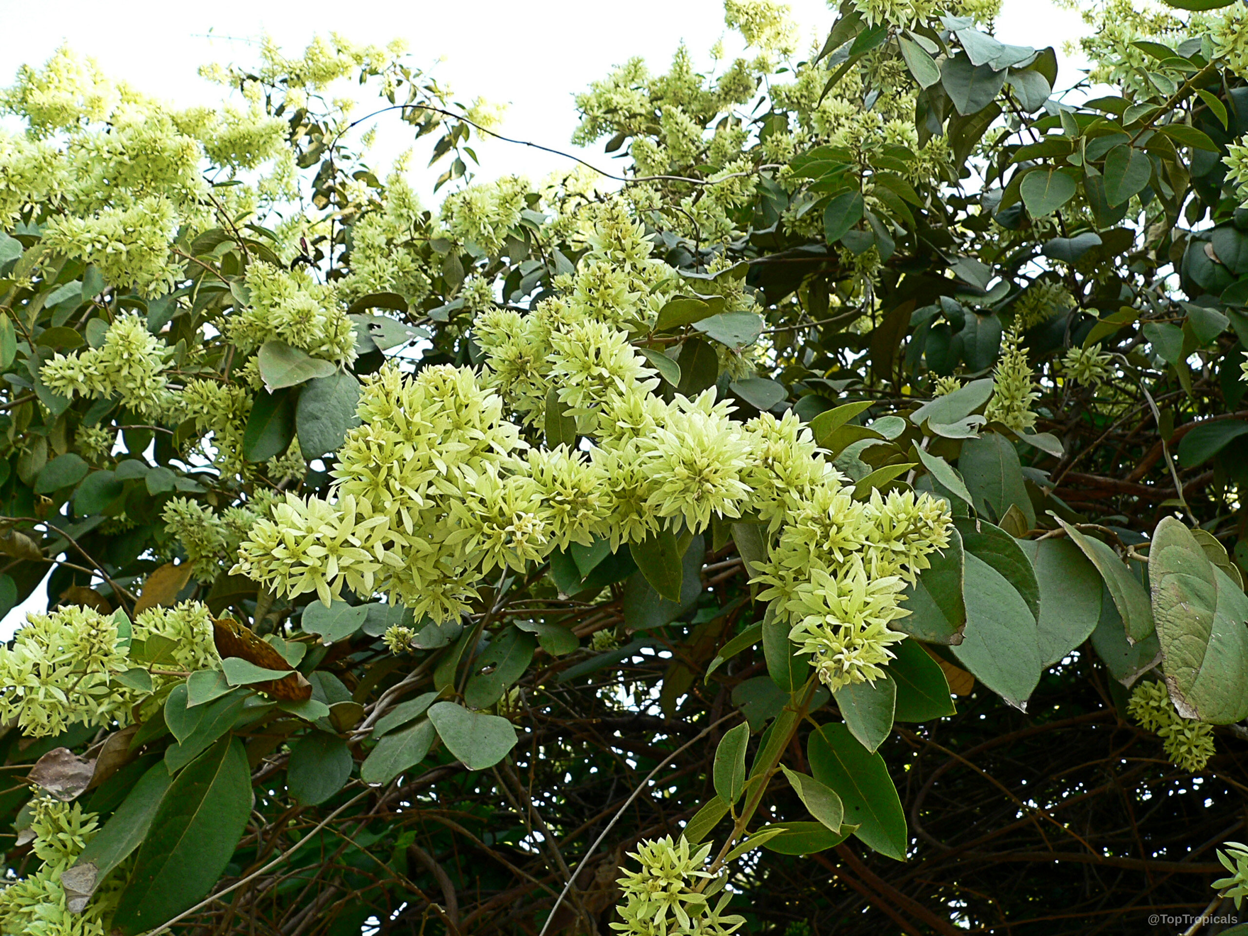 Calycopteris floribunda (Ukshi) with thick clusters of pale yellow flower on dark green vining branches Calycopteris floribunda (Ukshi) plant with dense clusters of pale yellow flower on woody branches