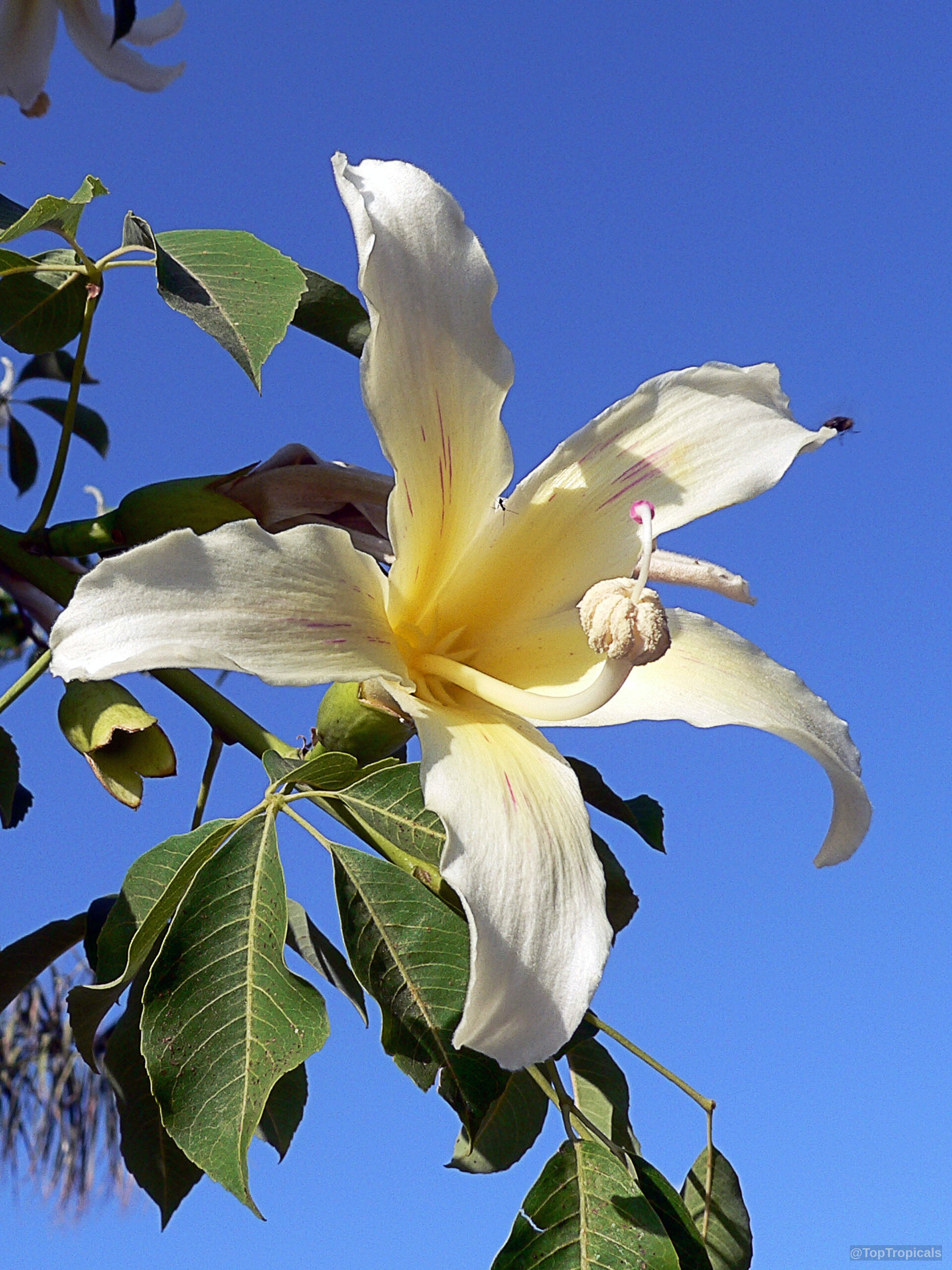 Ceiba insignis (White Floss Silk Tree) flower with petals and green leaves against blue sky. Ceiba insignis (White Floss Silk Tree) white flower close up on a branch