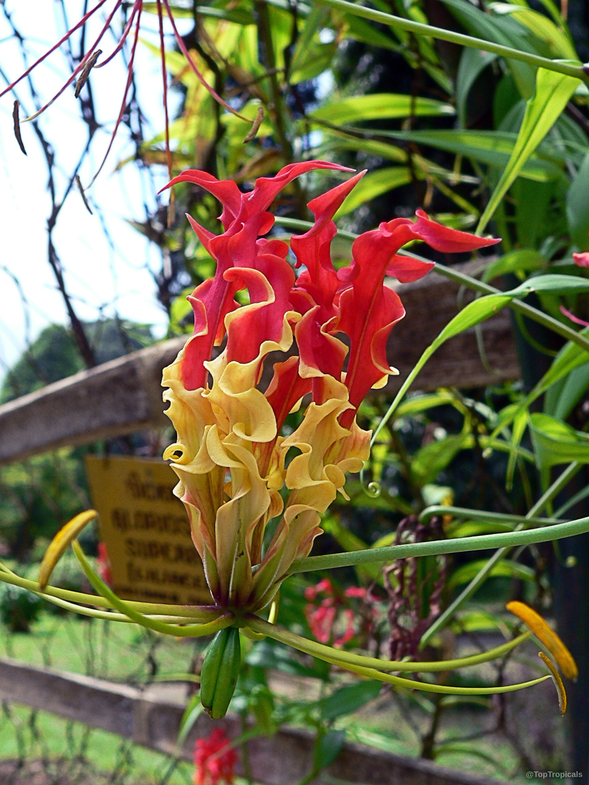 Gloriosa sp. (Glory Lily) flower with long, twisted, vibrant red and yellow wavy-edged petals. Gloriosa sp. (Glory Lily) red and yellow flower, close up of twisted wavy petals