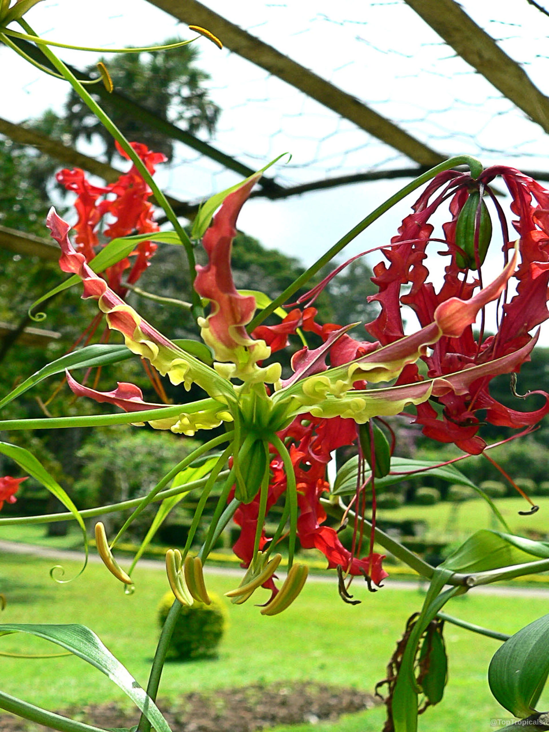 Gloriosa sp. (Glory Lily) red and yellow flower with curled petals and long stamens Gloriosa sp. (Glory Lily) red and yellow flower close up