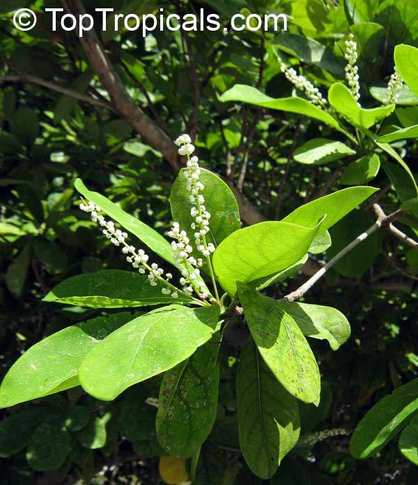Bucida buceras, Terminalia buceras, Florida Black Olive Tree, Shady Lady, Oxhorn Bucida, Gregory Wood