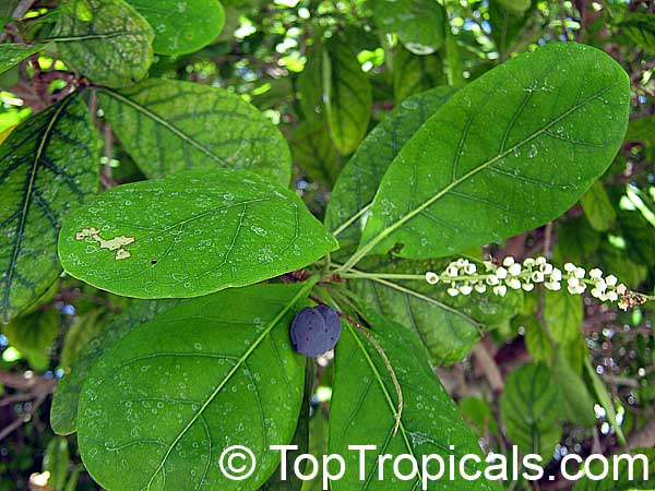 Bucida buceras, Terminalia buceras, Florida Black Olive Tree, Shady Lady, Oxhorn Bucida, Gregory Wood