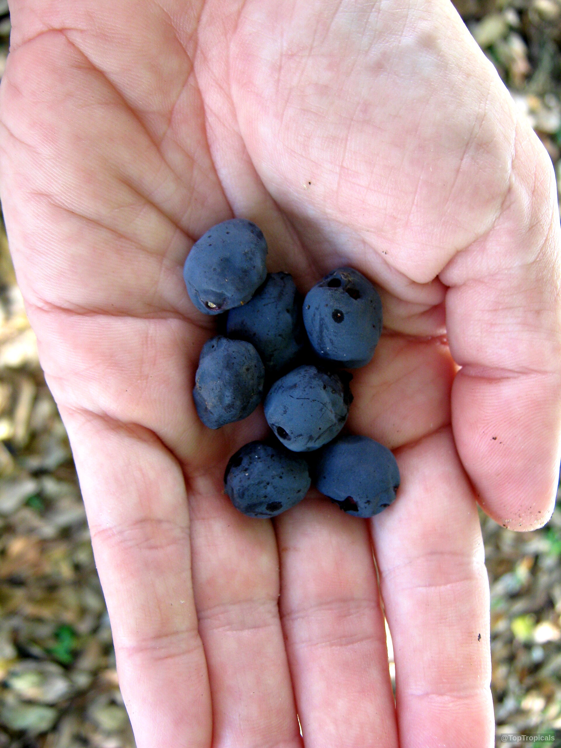 Bucida buceras (Florida Black Olive Tree) holds small blue fruit gathered in a human hand Bucida buceras (Florida Black Olive Tree) blue fruit close up in human palm for inspection