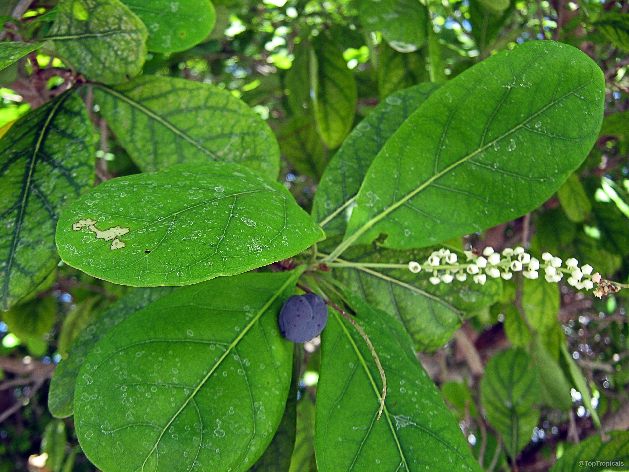 Bucida buceras (Florida Black Olive Tree) showing smooth green leaves and tiny white flower spikes. Bucida buceras (Florida Black Olive Tree) with green leaves and small white flower clusters close up.