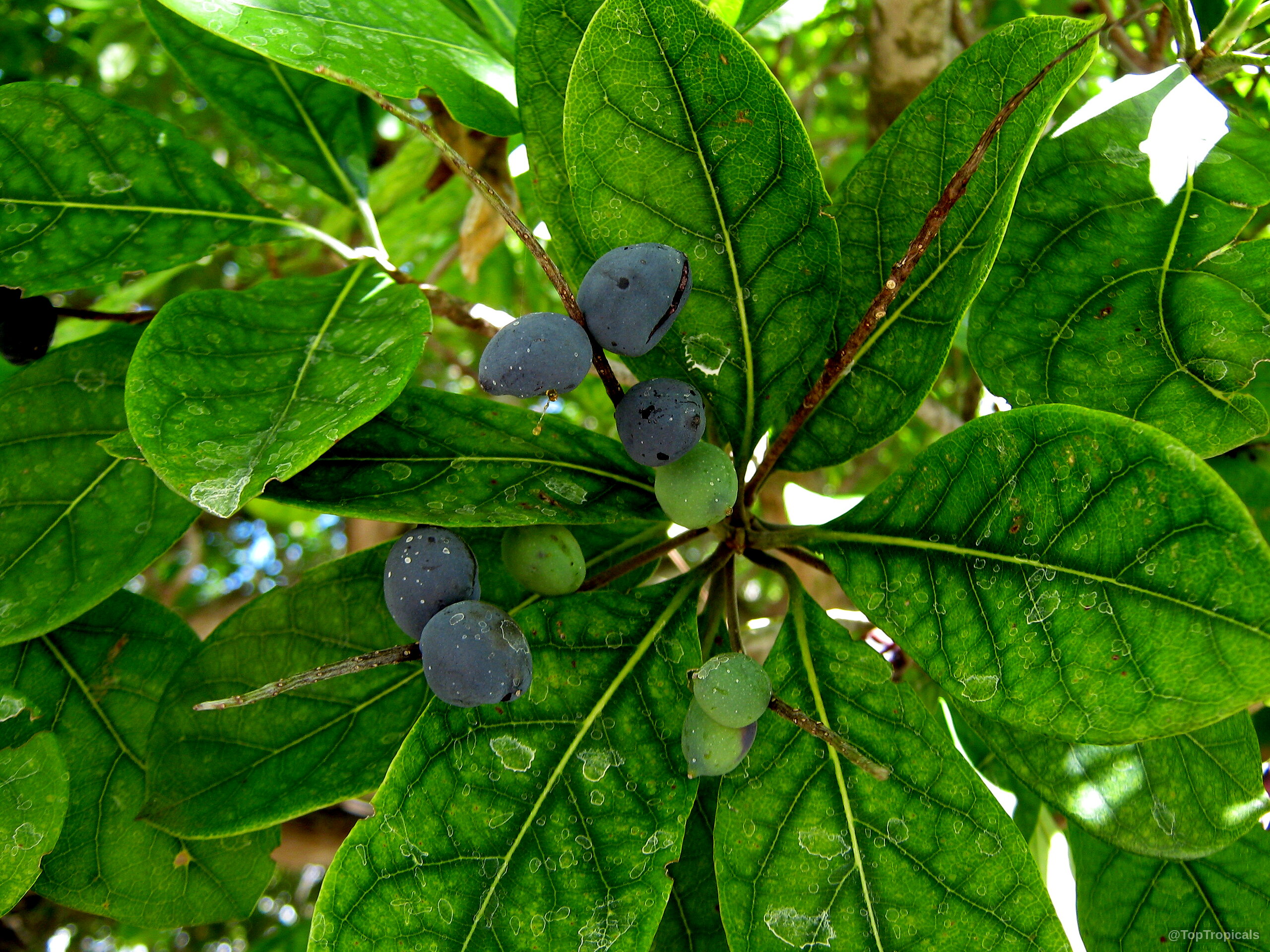 Bucida buceras (Florida Black Olive Tree) with small ripening purple fruit among deep green leathery foliage. Bucida buceras (Florida Black Olive Tree) small purple fruit amid textured green oval plant leaves.