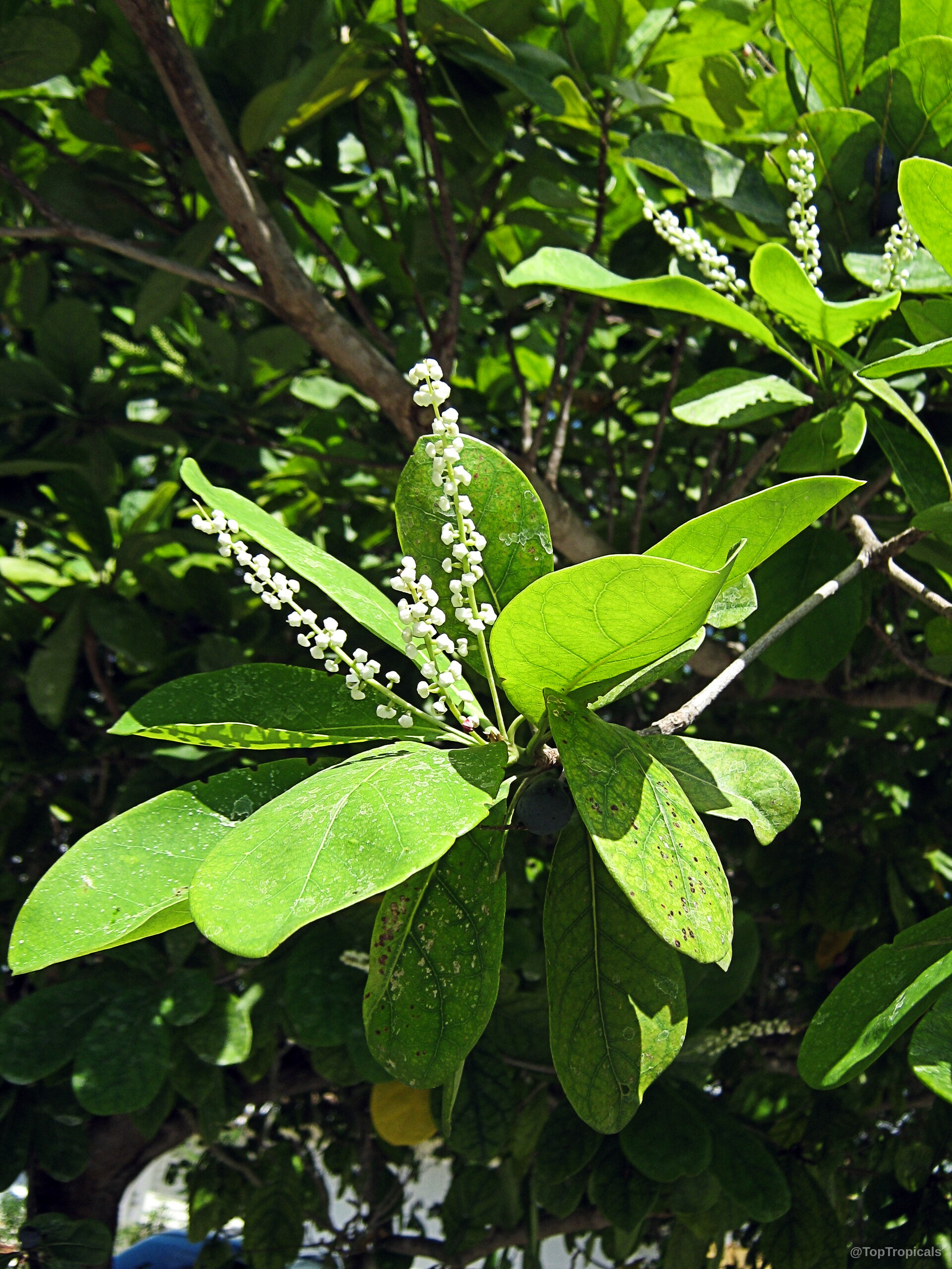 Bucida buceras (Florida Black Olive Tree) with tiny white flower spikes rising above lush green foliage. Bucida buceras (Florida Black Olive Tree) with small white flower spikes and green leaves.