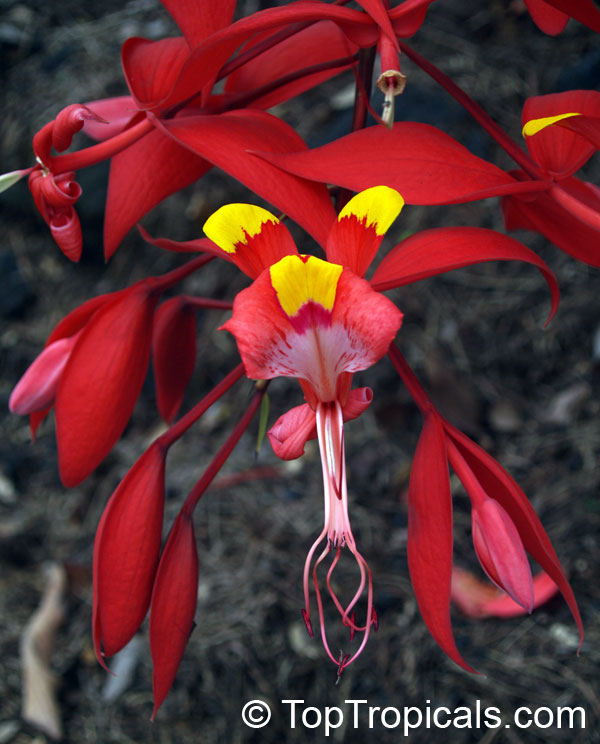 Amherstia nobilis, Pride of Burma, Orchid Tree