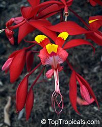 Amherstia nobilis, Pride of Burma, Orchid Tree

Click to see full-size image