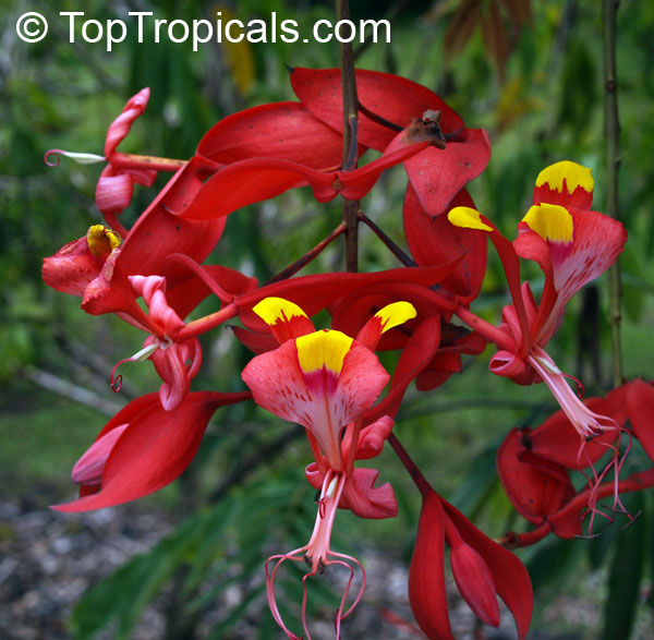 Amherstia nobilis, Pride of Burma, Orchid Tree