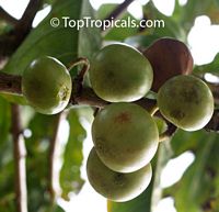 Vangueria madagascariensis, Spanish Tamarind

Click to see full-size image