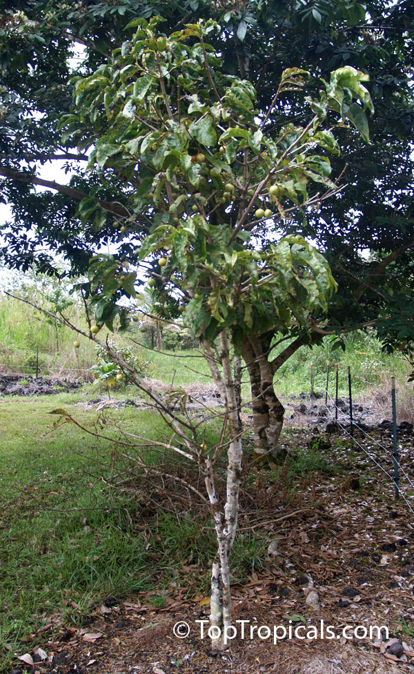 Vangueria madagascariensis, Spanish Tamarind