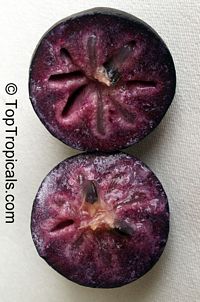 Chrysophyllum cainito, Achras caimito, Caimito, Star Apple, Satin Leaf