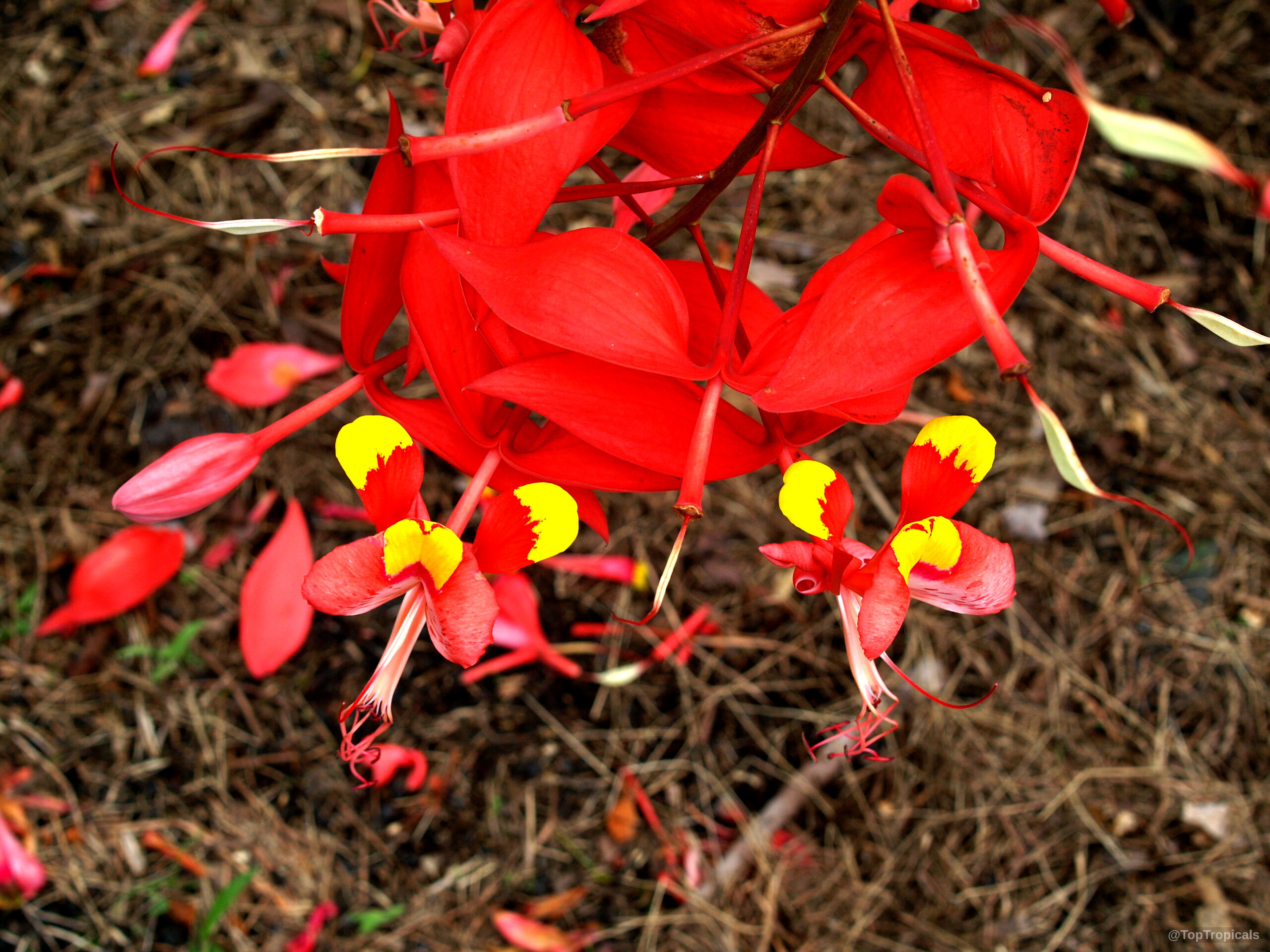 Amherstia nobilis (Pride of Burma) red and yellow flower in a close up image.