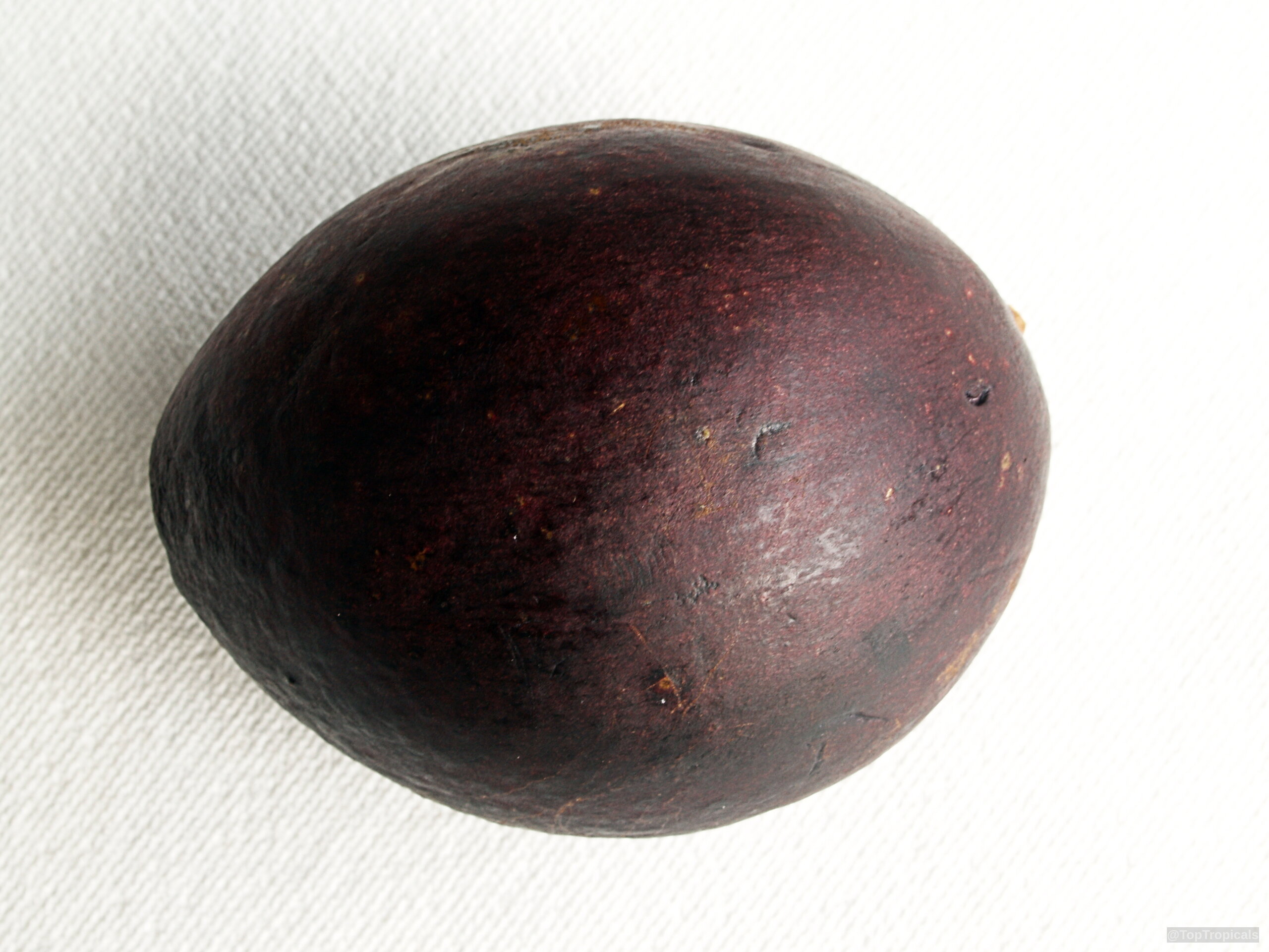 Chrysophyllum cainito (Caimito) round fruit with dark purple skin on a white surface. Chrysophyllum cainito (Caimito) dark purple fruit close up resting on a plain white surface.
