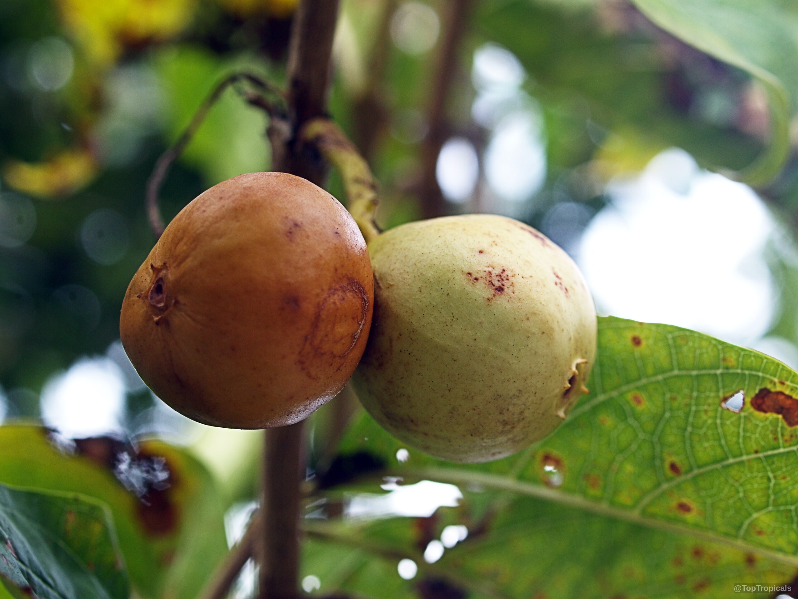 Vangueria madagascariensis (Spanish Tamarind) with ripe brown and yellow rounded fruit on the tree. Vangueria madagascariensis (Spanish Tamarind) brown and yellow fruit close up hanging from branch