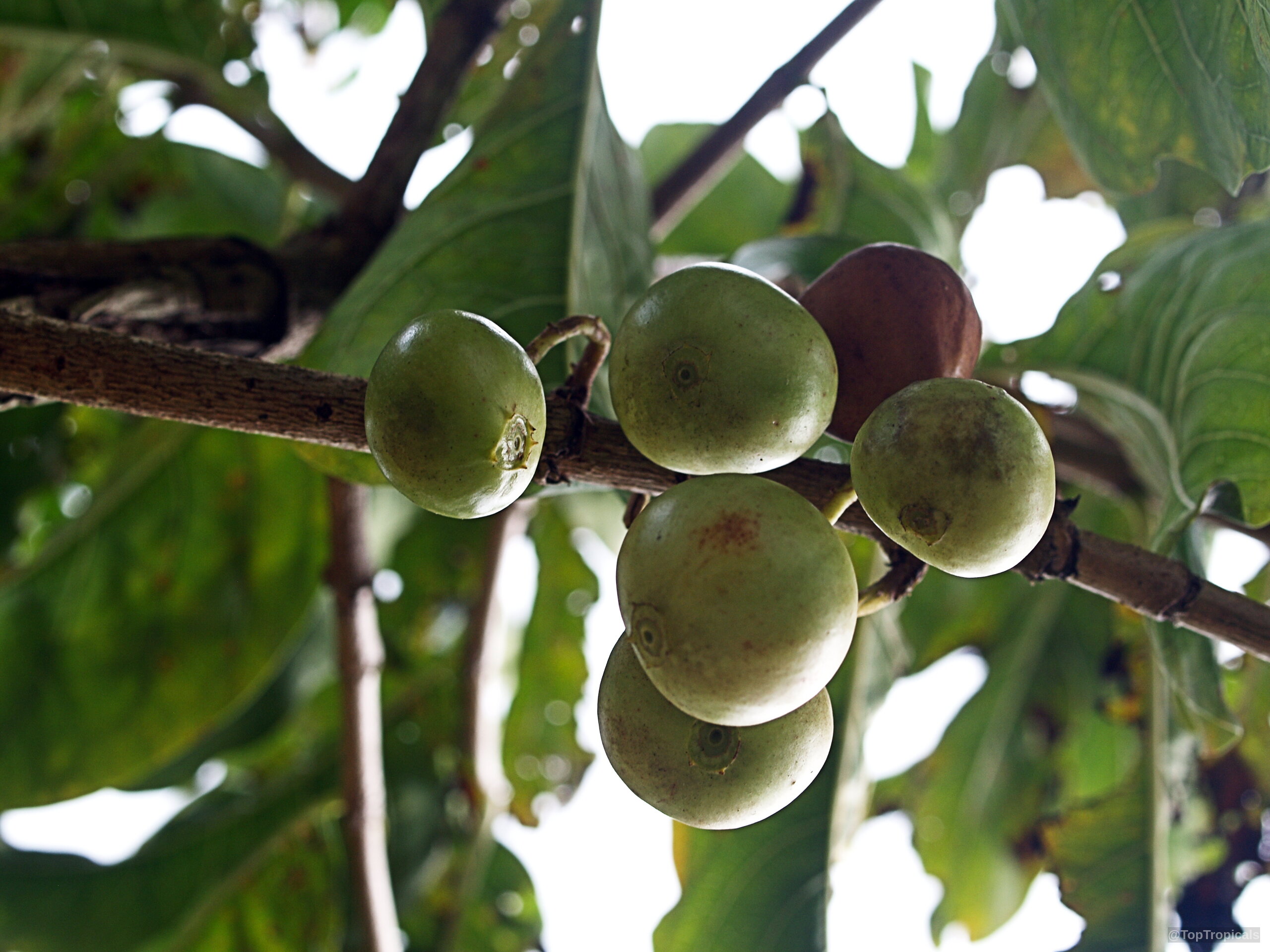 Vangueria madagascariensis (Spanish Tamarind) round green fruit hanging from a branch among broad leaves Vangueria madagascariensis (Spanish Tamarind) green round fruit close up hanging on a brown branch