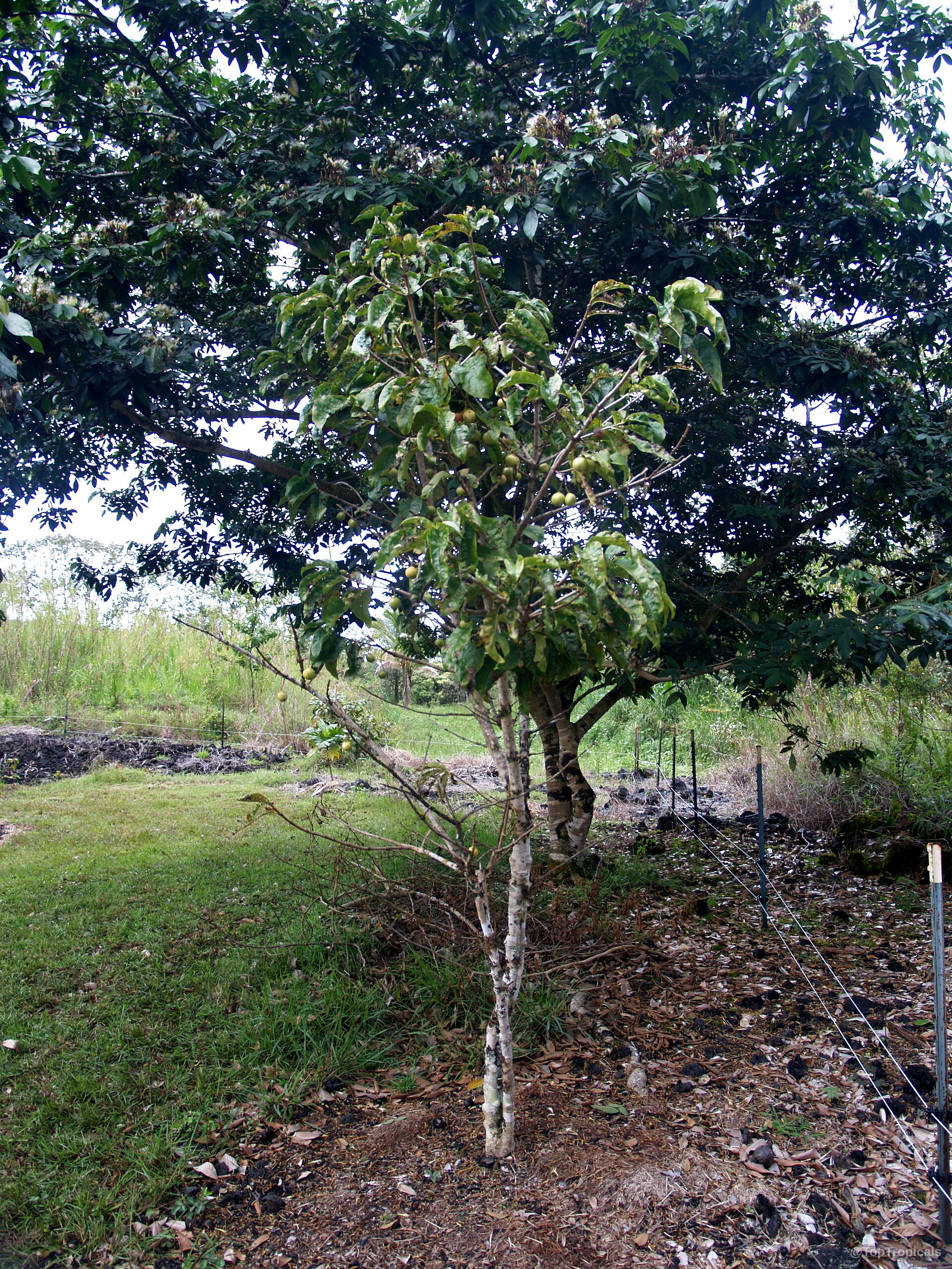 Vangueria madagascariensis (Spanish Tamarind) tree showing green foliage with small round fruit attached to branches. Vangueria madagascariensis (Spanish Tamarind) tree with green leaves and small round fruit on branches.