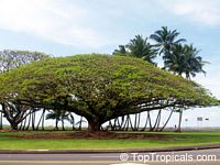 Samanea saman, Albizia saman, Pithecellobium saman , Rain Tree, Monkeypod, Cenizaro, Cow Tamarind

Click to see full-size image