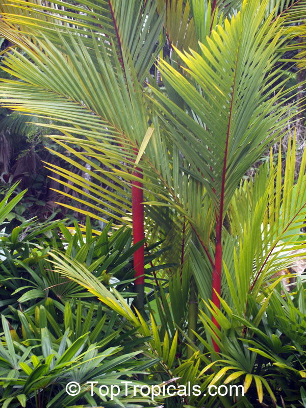 Cyrtostachys renda, Cyrtostachys lakka, Lipstick Palm, Sealing Wax Palm