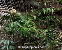 Costus sp., Spiral Ginger

Click to see full-size image