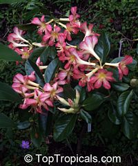 Rhododendron section Vireya, Vireya Rhododendron

Click to see full-size image