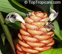 Zingiber spectabile, Beehive Ginger, Microfono

Click to see full-size image
