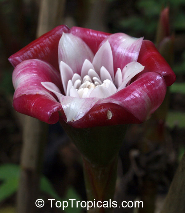 Etlingera venusta, Malay Rose