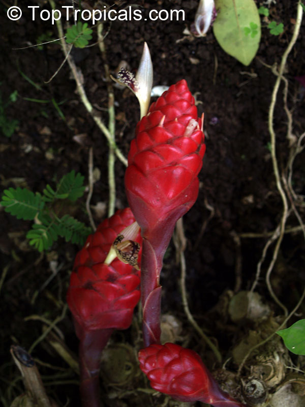 Zingiber newmanii, Red Frogs Ginger