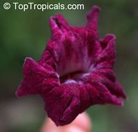 Tabebuia haemantha, Bignonia haemantha, Blood-Red Trumpet Tree, Roble Cimarron, Roble Cimmaron

Click to see full-size image
