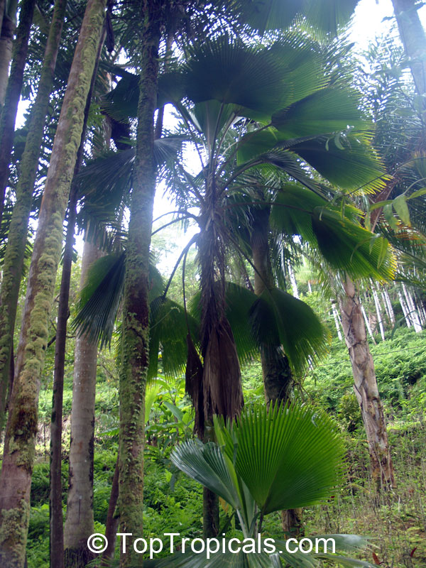 Pritchardia pacifica, Fiji Fan Palm