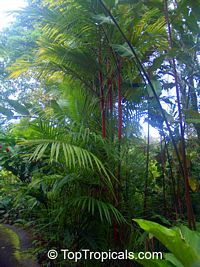 Cyrtostachys renda, Cyrtostachys lakka, Lipstick Palm, Sealing Wax Palm