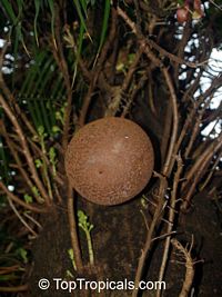 Couroupita guianensis, Cannonball Tree

Click to see full-size image