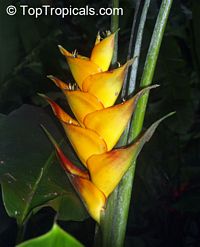 Heliconia caribaea, Lobster Claw, Parrot Beak

Click to see full-size image
