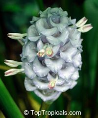 Calathea burle-marxii, Ice Blue Calathea

Click to see full-size image