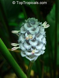 Calathea burle-marxii, Ice Blue Calathea

Click to see full-size image