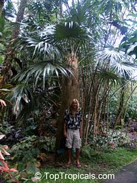 Coccothrinax crinita, Old Man Palm, Thatch Palm

Click to see full-size image