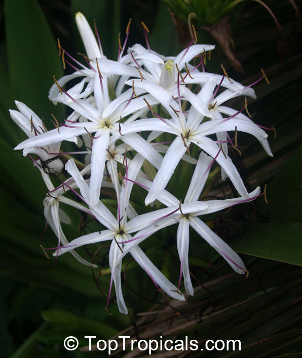Crinum americanum Punta Rassa Giant - Swamp Lily