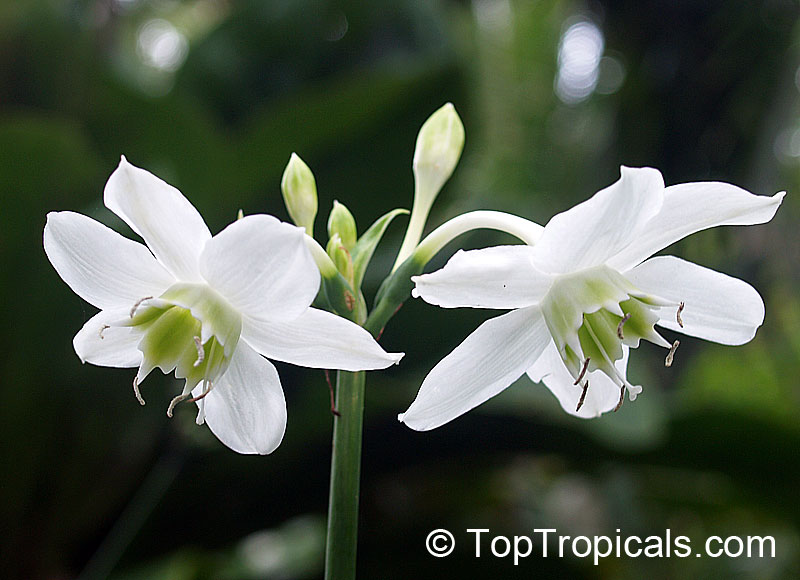 Eucharis grandiflora, Amazon Lily