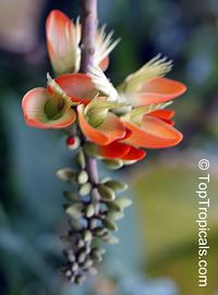 Erythrina megistophylla , Coral Tree

Click to see full-size image