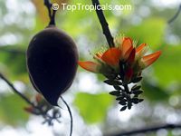 Erythrina megistophylla , Coral Tree

Click to see full-size image